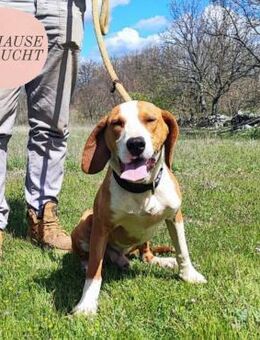 Liebevoller OSCAR sucht ihr Glück ❤️ - Saarbrücken