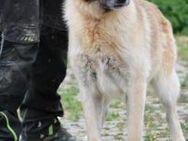 Cassie - sehr verschmust u. lieb ❤️❤️❤️ - Lohra