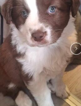 Hund Australian shepherd hündinn - Haren (Ems)