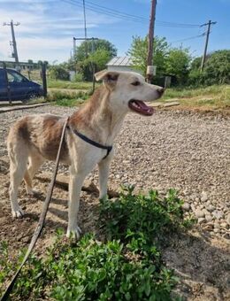 Ginger; La Bella ist verschmust - Geilenkirchen