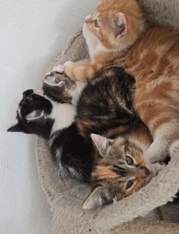 Katzen kitten mix kitten BKH Abgabe 27.10.25 - Haßbergen