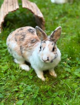 Zwergkaninchen Weibchen - München Hadern