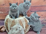 BKH Kitten mit Stammbaum. - Sömmerda