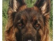 Schäferhund Welpen lange Haare - Scheibenhardt