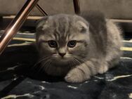 Zwei liebe Katzen suchen ein neues, liebevolles Zuhause - Wuppertal