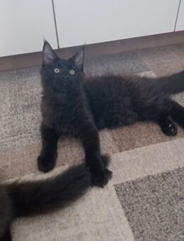 Maine coon Abgabebereit - Johanniskirchen