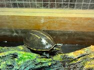 Schildkröte sucht ein neues Zuhause - Gronau (Leine)