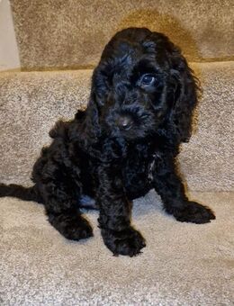 Charmante, verspielte Welpen wollen die Welt entdecken und sind bereit für ein neues Zuhause. - Frankfurt (Main) Gutleutviertel