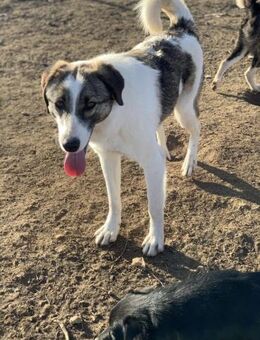 Mulan sucht ein Zuhause auf Zeit - Celle