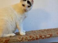 🆘 Notfall 🆘❤️❄️Sanfte Snowy❄️❤️ - Eislingen (Fils)