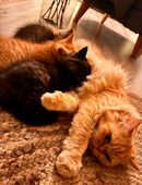 Persamix-Kitten suchen ihr für immer Zuhause in 26605