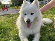 Über Freya, fröhliche liebevolle Hündin - Kierspe