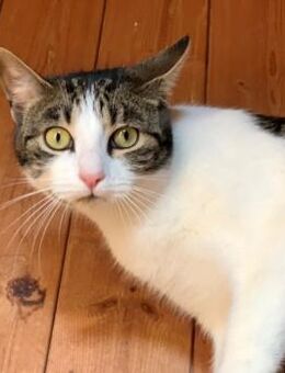 KILLIAM - verschmust u menschenbezogen ! - Kempen