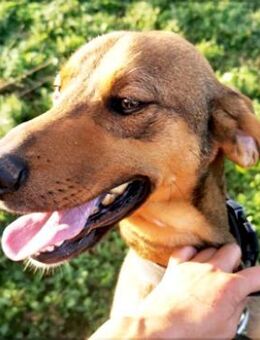 Bracken-Mix Sisco ist ein Sonnenschein! - Sehnde