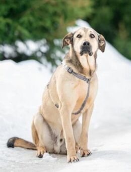 Sanfter Fjodor❤️sucht ein warmes Zuhause - Rott (Inn)