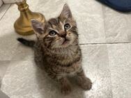 Süße Bkh Kitten - Dorsten