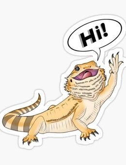 Bartagamen gesucht - Ennigerloh Zentrum