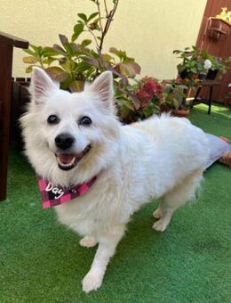 Sanfte Ariel sucht Altersresidenz - Chemnitz