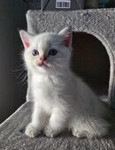 BKH / BLH Kitten in 51702