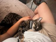 Suche für meine Katze einen Spielgefährten - Welschbillig