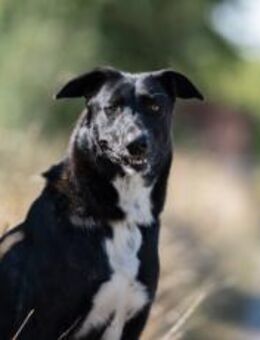 Ophelia sucht ihr Zuhause - München