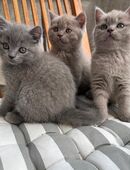 Kitten BKH (Blue,Grau) Junge in 52351