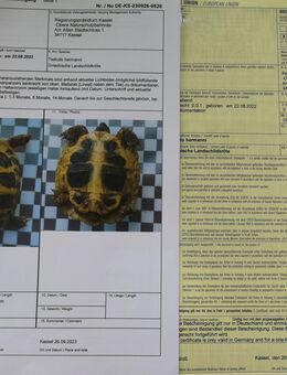 Landschildkröten - Neuhof (Hessen)