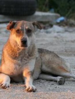 Schüchterne Nika - Kallmünz