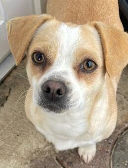 Coco ♥️ liebe kleine Maus - Velbert