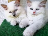 2 Bildhübsche Ragdoll Katern suchen ab 24.05 ein liebevolles Zuhause auf Lebenszeit - Essen
