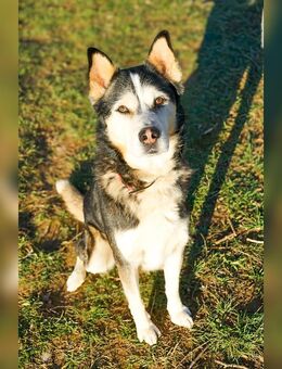 Hades, männlich, Husky-Mixrüde, geb. 14.02.2023 - Bad Oeynhausen