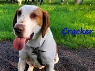 Cracker ein ganz besonderer Hund 10/21 - Ruppertsecken