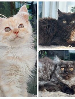 Main Coon - Perser Kitten 12 Wochen - Steinbergkirche