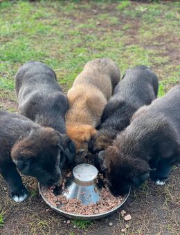 Zuckersüße Hundewelpen | *14.09.2025 - Märkisch Buchholz