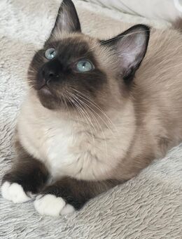 Heilige Birma - Bergisch Gladbach