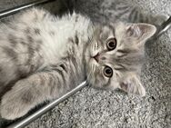 Bkh Katzen Katze Kater Katzen britisch kurzhaar - Düsseldorf