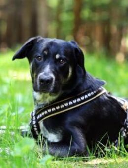 Zera sucht ihre Lieblingsmenschen - München