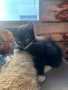 Katzenbabys - Markkleeberg Zentrum
