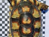 Testudo marginata abzugeben - Dreisbach