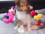 Sheltie Sheltie Welpen mit Stammbaum suchen ein neues Zuhause - Emstek