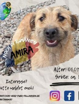 AMIRA - wie geht ihr Weg weiter? - Waakirchen