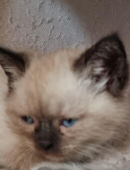 BKH Mix Babykatzen - Lahr (Schwarzwald)