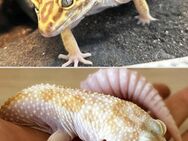 Zwei Leopardgeckos dringend in gute Hände abzugeben - Traunstein