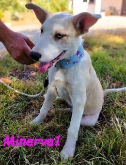 Minerva1 bezaubernde Welpin 05/25 ESP - Ruppertsecken