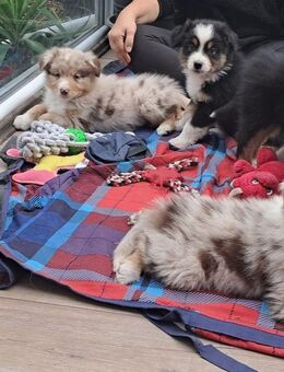 Australian Shepherd Welpen verfügbar ASCA, sofort verfügbar - Hamburg Altona