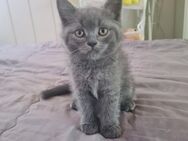 BKH Kitten Abgabereit - Gimbsheim