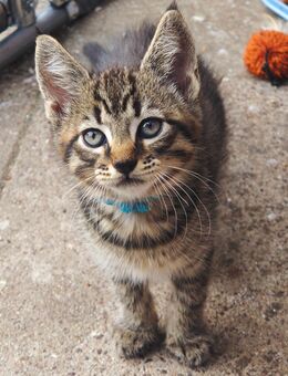 Maine Coon Mix - Wildberg Zentrum