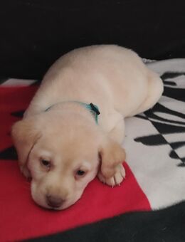 Wir haben ab 04.11 super süße reinrassige Labrador Welpen abzugeben - Rathenow
