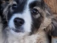 Kleo - Junghündin sucht Zuhause - Kallmünz