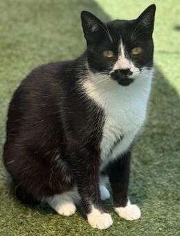 NOTFALL - EILT 🐱❤️Einzigartige Dora❤️🐱 - Eislingen (Fils)